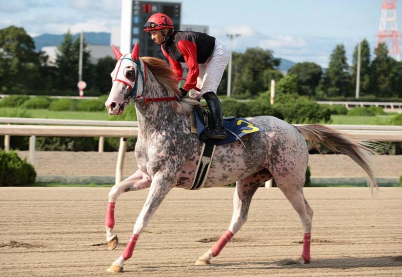 Marumatsu Live - Japanese Racehorse